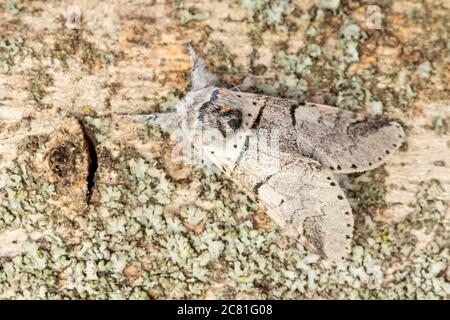 Poplar kitten moth (furcula bifida). Night butterfly of the family Notodontidae, resting on a trunk with lichens. Horizontal format. Spain. Stock Photo