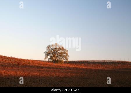 Abstract landscape of a single oak tree among burgundy vines in the fall with blue sky framing Stock Photo