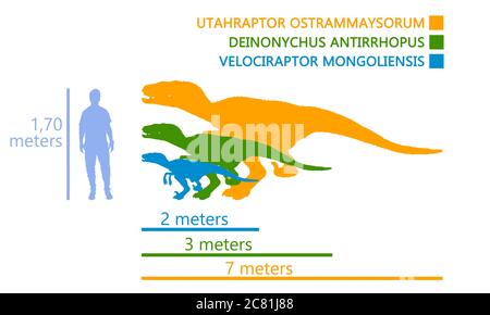 Comparison of the measurements between a man and the velociraptor dinosaur. Different kind of velociraptor in the same illustration. Stock Photo