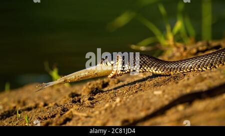 Grass snake holding a fish in mouth on riverbank in sunset.