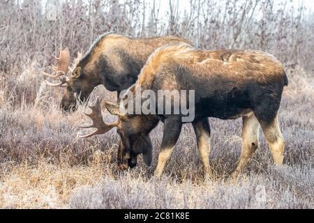 A pair of bull moose (Alces alces) feeding in early morning with hoar frost  in the field, South Anchorage, South-central Alaska Stock Photo