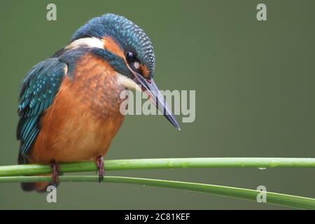 A young Common Kingfisher (Alcedo atthis) by the river on a beautiful branch, looking into the water, waiting for a fish.