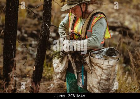 Woman working in forest planting new trees. Female forester wearing reflective vest taking out sapling from the bag. Stock Photo