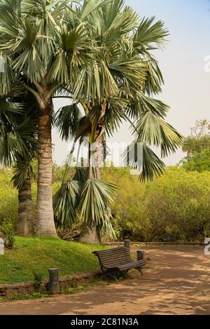 Bench under the palm tress in a public park covered with sand storm, calima. Tenerife, Spain.