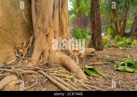 Tropical ficus tree roots. Winding roots closeup with aerial roots in soft focus on background Stock Photo