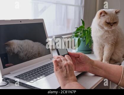 Home office. Senior woman's hands holding a phone in front of a laptop. A cute beige cat is sitting next to her Stock Photo