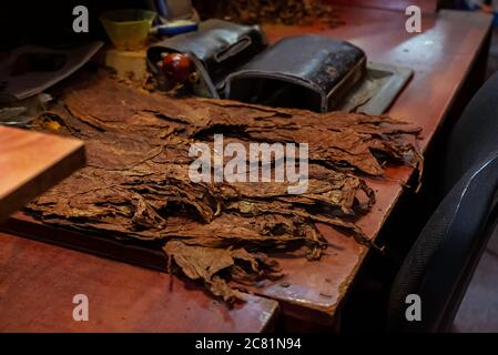 Dry tobacco leaf on the table near the machine for cigar rolling. Workplace in cigar shop Stock Photo