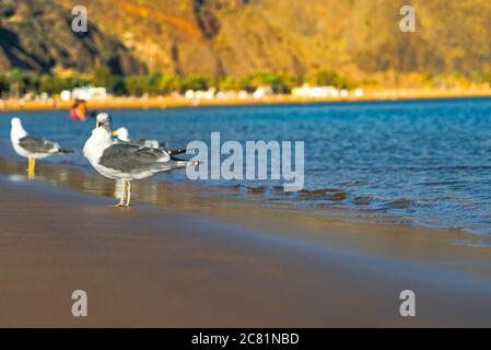 Seagulls on the Playa de Las Teresitas. Famous beach on the north of Tenerife island, near Santa Cruz. Only one beach with the golden sand from Sahara Stock Photo