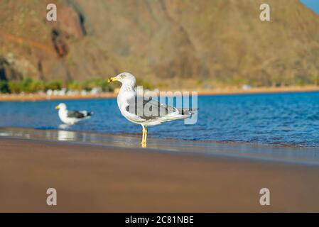 Seagulls on the Playa de Las Teresitas. Famous beach on the north of Tenerife island, near Santa Cruz. Only one beach with the golden sand from Sahara Stock Photo