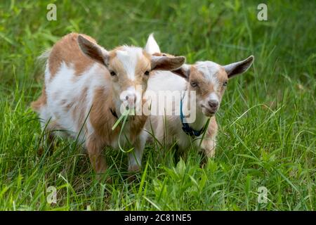 A couple of Nigerian Dwarf goat kids Stock Photo