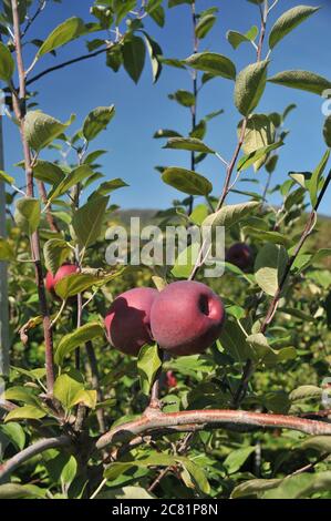 Ripe red apples still on the tree in a Vermont, New England apple orchard in the Fall. Stock Photo