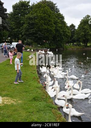 Glasgow, Scotland, UK. 20th, July, 2020. Lockdown eased and Glaswegians are on their traditional 'Fair Monday' holiday. This young boy feeds the flock of swans at Hogganfield Loch. Credit. Douglas Carr/Alamy Live News Stock Photo