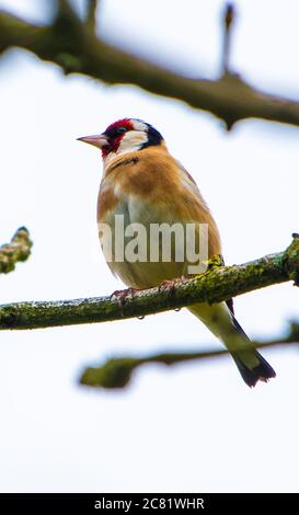 European Goldfinch perched on a branch, Chipping, Preston, Lancashire, UK Stock Photo