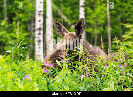 Elk stands in the forest in the tall grass .Leningrad region . Russia.