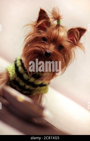 A little dog of Yorkshire terrier stands on the grass and looks. Stock Photo