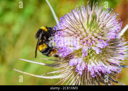 A colourful close up macro of an early bumblebee feeding on a wild teasel plant Stock Photo