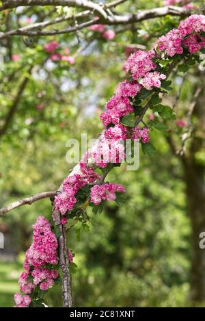 Crataegus laevigata, Rosea Flore Pleno, Midland Hawthorn Tree Stock Photo