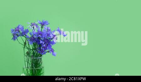 Cornflower flower. A bouquet of cornflowers in a vase on a green background. Blue flowers, summer wild plants. Blue flower. Postcard with revenge for Stock Photo