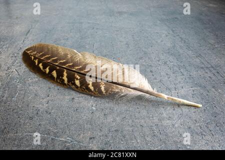 Feather of a pheasant, isolated on grey textured background Stock Photo