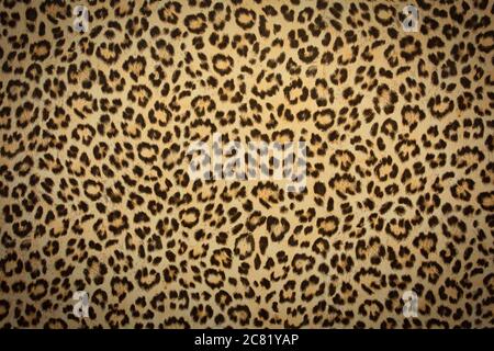 leopard skin background texture, real fur retro design, close-up wild animail hair modern Stock Photo