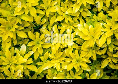 Close-up of yellow leaves of evergreen shrub Choisya Ternata Sundance (Mexican orange) Stock Photo