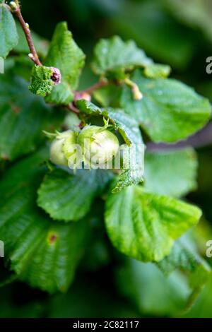 Fresh green hazelnuts growing on a tree Stock Photo