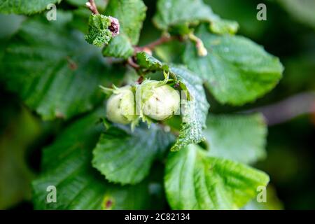 Fresh green hazelnuts growing on a tree Stock Photo