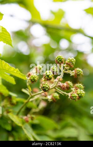 Green unripe wils blackberries Stock Photo