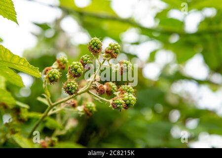 Green unripe wils blackberries Stock Photo