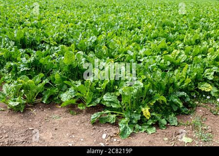 Sugar beet farm in Hertfordshire, UK Stock Photo