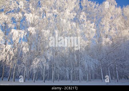Snow covered white trees against sunny blue sky Stock Photo