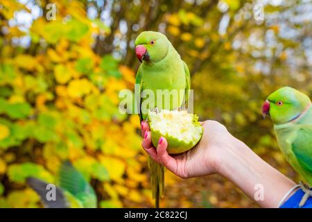 Closeup of the green-colored parrots eating fruit out of a female's hands