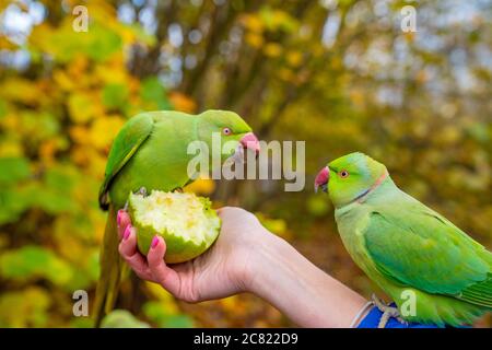 Closeup of the green-colored parrots eating fruit out of a female's hand