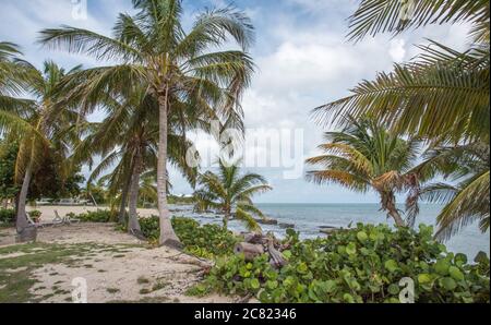 Christiansted, St. Croix, USVI-September 23,2019: Tamarind Reef Resort beachfront with palm trees on St. Croix in the Tropical US Virgin Islands. Stock Photo