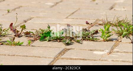 Grass grows between paving slabs outdoors. Stock Photo