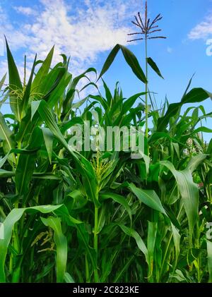 Blossoming corn plant on blue sky background Stock Photo