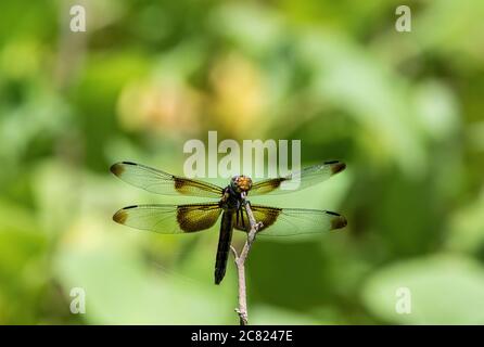 Widow Skimmer Dragonfly resting on a twig with its transparent wings spread out showing the dark patches close to the body and out on the tips. Stock Photo