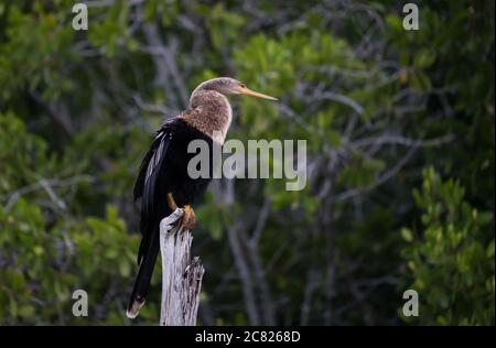 A female Anhinga, Anhinga anhinga, perched on a stump in the Ria Lagartos Biosphere Reserve, Yucatan, Mexico.  Also known as the Snakebird or American Stock Photo