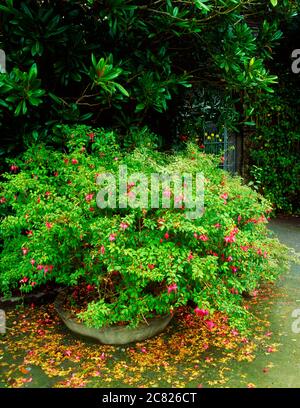 Ilnacullin Gardens, Co Cork, Ireland; Fuschia Bush In The Walled Garden Stock Photo