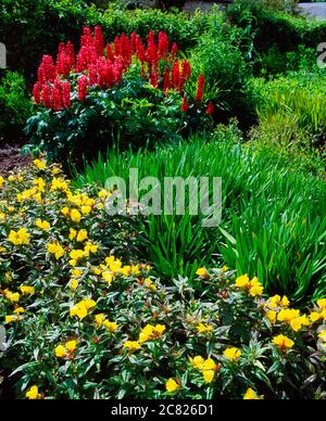 Oenothera And Lupins Stock Photo