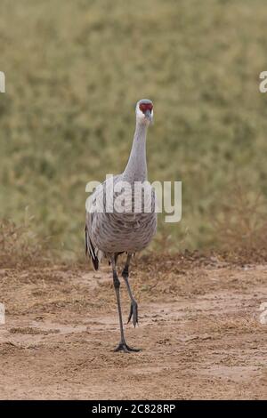 A Sandhill Crane, Antigone canadensis, walking in a field in the Bosque del Apache National Wildlife Refuge in New Mexico, USA. Stock Photo