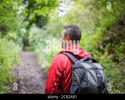Close, rear view of man (top section) isolated in rural setting walking with rucksack on UK woodland path in summer. Stock Photo
