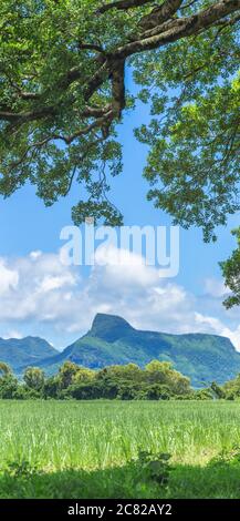 Vertical panoramic view of mountains and sugar cane fields in Mauritius, Africa Stock Photo