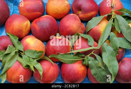 Rose Diamond Nectarines at a farmers market Stock Photo
