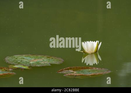 A white waterlily amongst green lily pads on a pond. Stock Photo