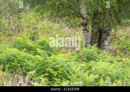 A male european roe deer, Capreolus capreolus grazing in a natural woodland habitat. Stock Photo