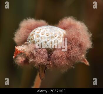 Arctotheca calendula - Capeweed (Erva-gorda) Stock Photo