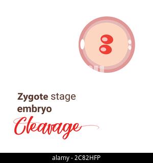 Illustration of zygote stage embryo.  zygote cell stage icon. Vector cleavage zygote cell. Illustration cleavage Stock Vector