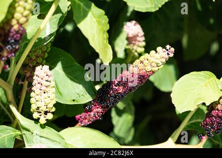 American Pokeweed (Phytolacca americana) berries Stock Photo