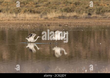 Two Sandhill Cranes, Antigone canadensis, begin their takeoff run to take flight in the Bosque del Apache National Wildlife Refuge, New Mexico, USA. Stock Photo
